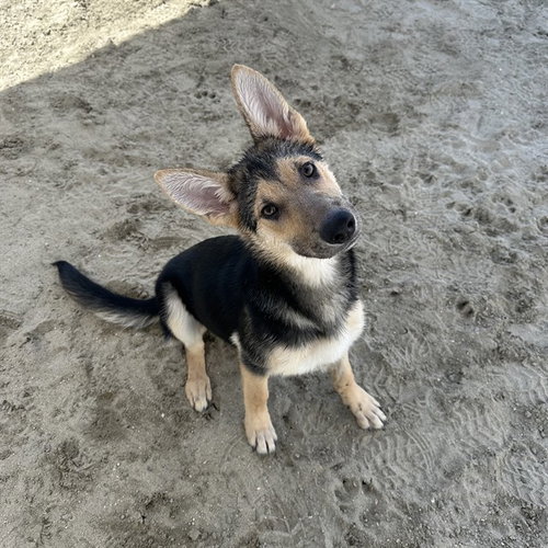 HUGS, an adoptable German Shepherd Dog in Thousand Palms, CA