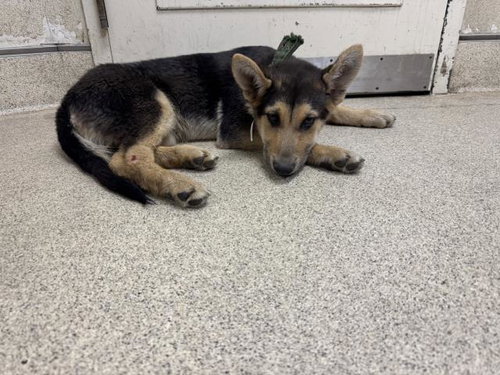 KISSES, an adoptable German Shepherd Dog in Thousand Palms, CA