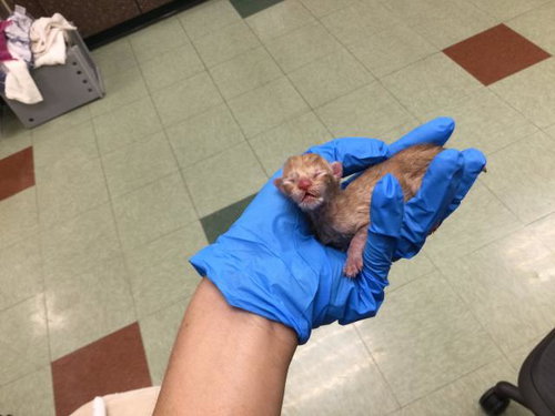 A1907323, Baby Domestic Short Hair (medium coat), cat for adoption in Beaumont, California