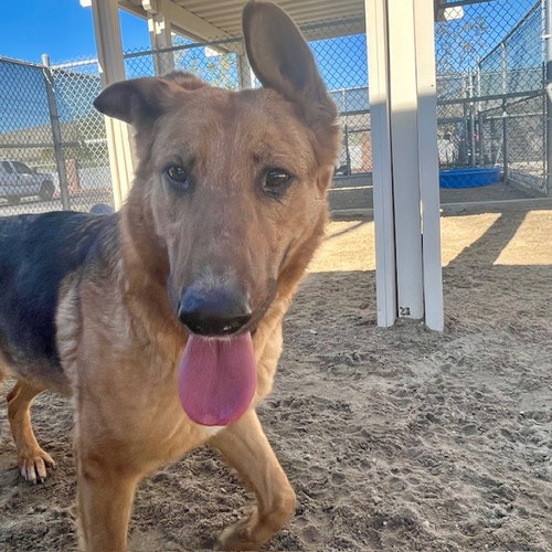 LUCY, an adoptable German Shepherd Dog in Thousand Palms, CA