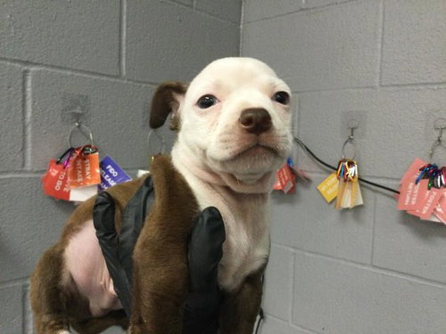 SEBASTIAN, an adoptable Pit Bull Terrier in Thousand Palms, CA