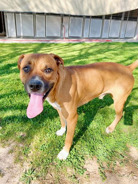 BUDDAH, an adoptable Boxer in Thousand Palms, CA