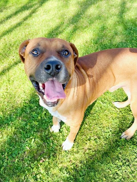 BUDDAH, an adoptable Boxer in Thousand Palms, CA