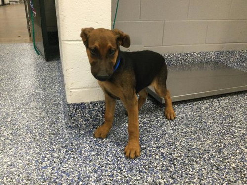 DONNY - Doberman Pinscher available for adoption
