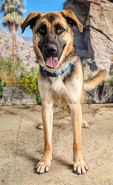 Zeke