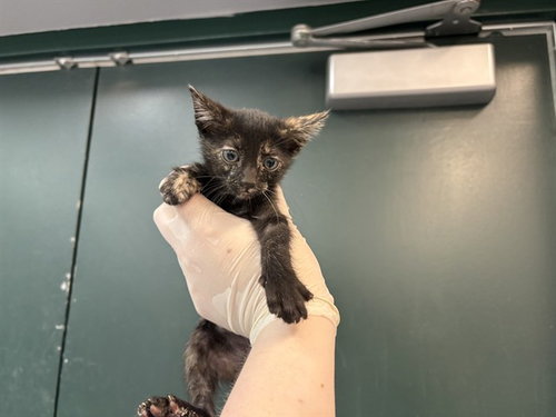 CRICKET, an adoptable Domestic Short Hair in Thousand Palms, CA