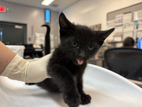 ONYX - Domestic Short Hair available for adoption