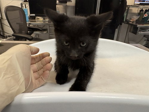 OBSIDIAN, an adoptable Domestic Short Hair in Thousand Palms, CA