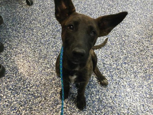 SUSIE, an adoptable Bull Terrier in Thousand Palms, CA