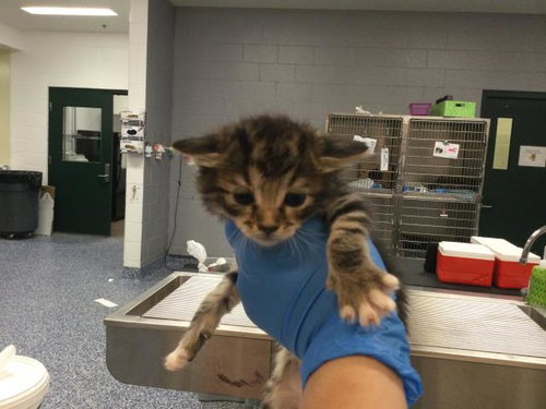 A1908179 - Domestic Short Hair available for adoption