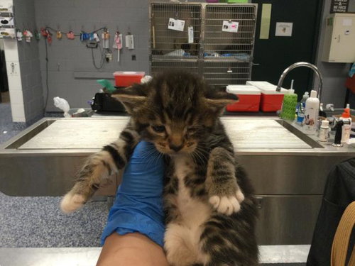 A1908181 - Domestic Short Hair available for adoption