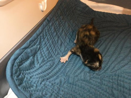 A1908333 - Domestic Short Hair available for adoption