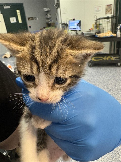 TRIXIE, an adoptable Domestic Short Hair in Thousand Palms, CA