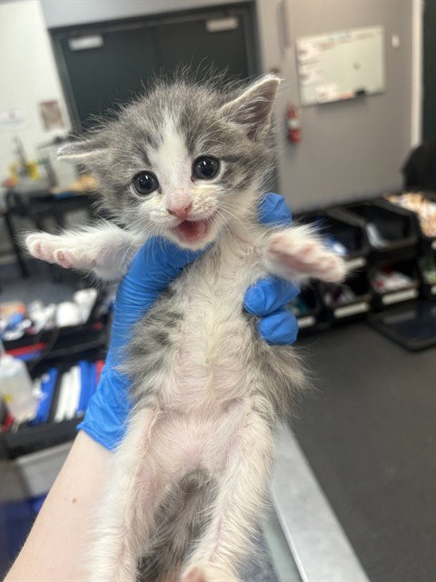 BRINA, Baby Domestic Short Hair (medium coat), cat for adoption in Beaumont, California