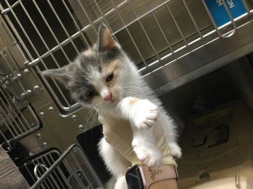 A1908791, Baby Domestic Short Hair (medium coat), cat for adoption in Beaumont, California