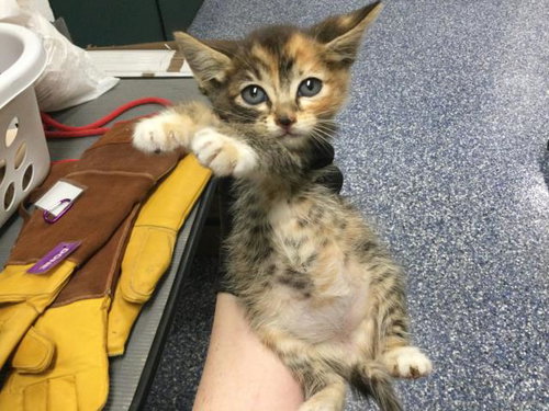 A1908815, Baby Domestic Short Hair (medium coat), cat for adoption in Beaumont, California