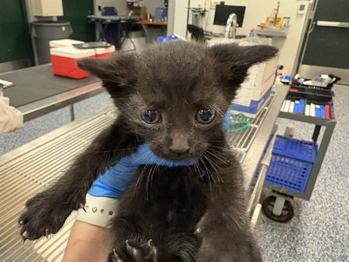 A1908828, Baby Domestic Short Hair (medium coat), cat for adoption in Beaumont, California