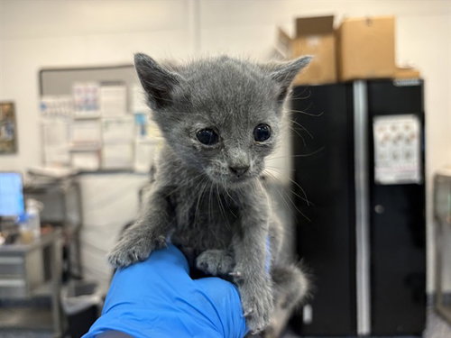 A1908830, Baby Domestic Short Hair (medium coat), cat for adoption in Beaumont, California