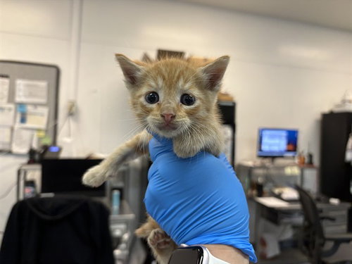 A1908833, Baby Domestic Short Hair (medium coat), cat for adoption in Beaumont, California