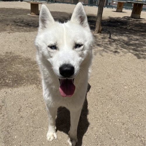 CASPER, an adoptable Siberian Husky in Thousand Palms, CA