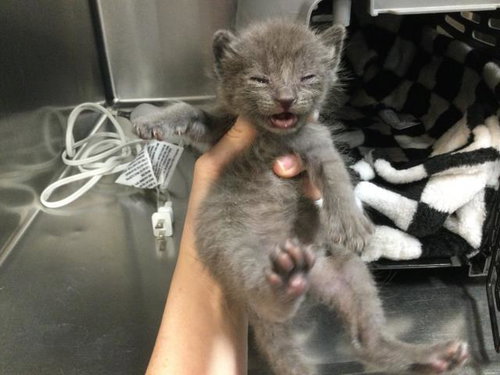 A1909162, Baby Domestic Short Hair (medium coat), cat for adoption in Beaumont, California
