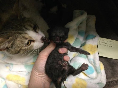 A1909167, Baby Domestic Short Hair (medium coat), cat for adoption in Beaumont, California