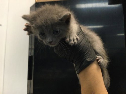 A1909633, Baby Domestic Short Hair (medium coat), cat for adoption in Beaumont, California