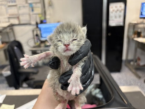 A1908921, Baby Domestic Short Hair (medium coat), cat for adoption in Beaumont, California