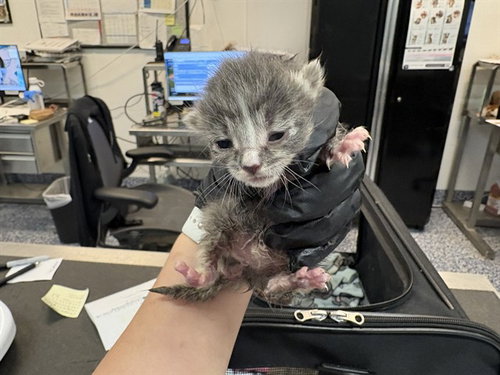 A1908924, Baby Domestic Short Hair (medium coat), cat for adoption in Beaumont, California