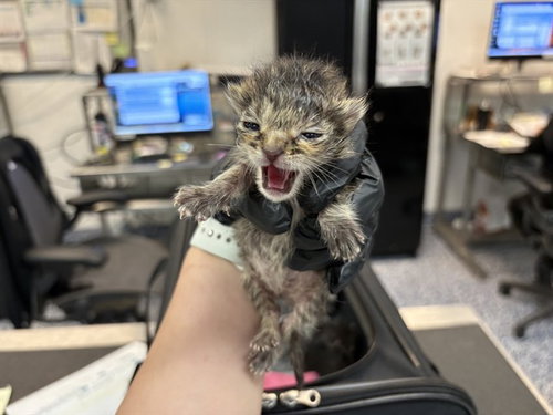 A1908926, Baby Domestic Short Hair (medium coat), cat for adoption in Beaumont, California