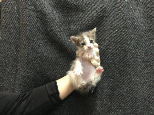 A1909725, Baby Domestic Short Hair (medium coat), cat for adoption in Beaumont, California