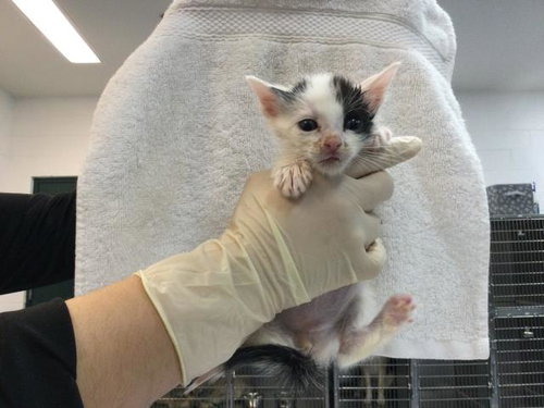 A1909726, Baby Domestic Short Hair (medium coat), cat for adoption in Beaumont, California