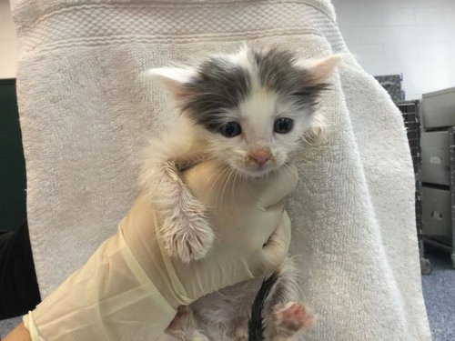 A1909727, Baby Domestic Short Hair (medium coat), cat for adoption in Beaumont, California