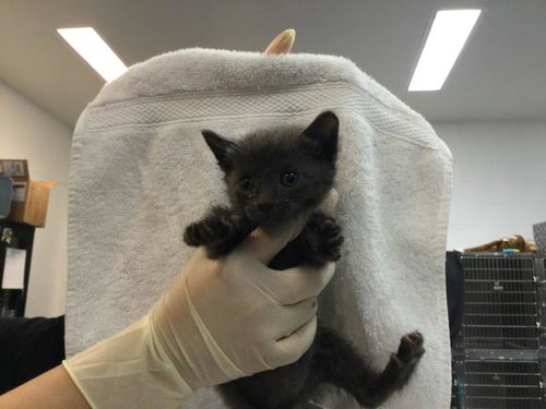 A1909728, Baby Domestic Short Hair (medium coat), cat for adoption in Beaumont, California