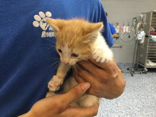 RONALD, Baby Domestic Short Hair (medium coat), cat for adoption in Beaumont, California
