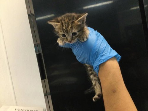 A1909838, Baby Domestic Short Hair (medium coat), cat for adoption in Beaumont, California