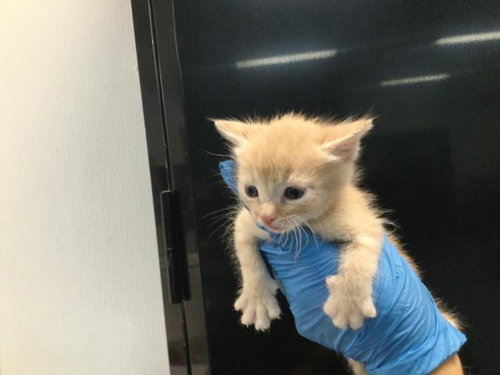 A1909840, Baby Domestic Short Hair (medium coat), cat for adoption in Beaumont, California