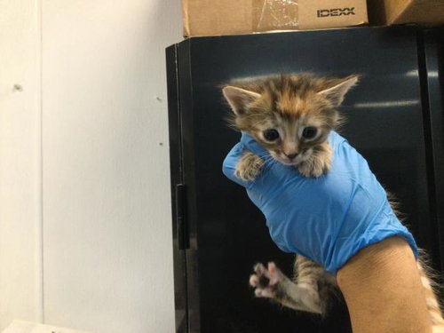 A1909841, Baby Domestic Short Hair (medium coat), cat for adoption in Beaumont, California