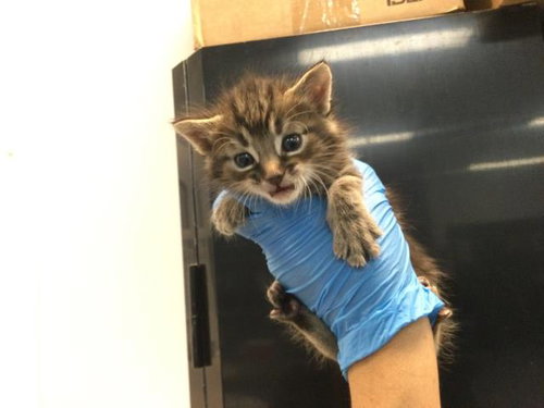 A1909842, Baby Domestic Short Hair (medium coat), cat for adoption in Beaumont, California