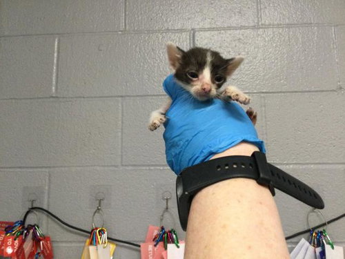 A1909809, Baby Domestic Short Hair (medium coat), cat for adoption in Beaumont, California