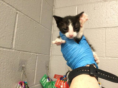 A1909811, Baby Domestic Short Hair (medium coat), cat for adoption in Beaumont, California