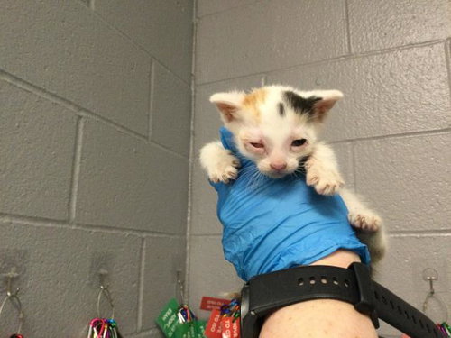 A1909812, Baby Domestic Short Hair (medium coat), cat for adoption in Beaumont, California