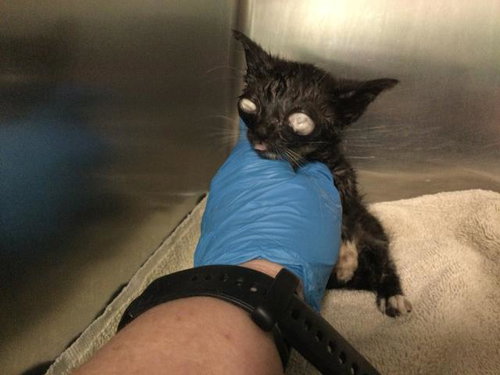 A1909813, Baby Domestic Short Hair (medium coat), cat for adoption in Beaumont, California