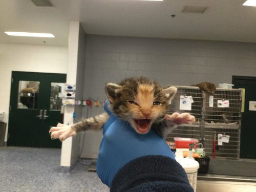 PECAN, Baby Domestic Short Hair (medium coat), cat for adoption in Beaumont, California