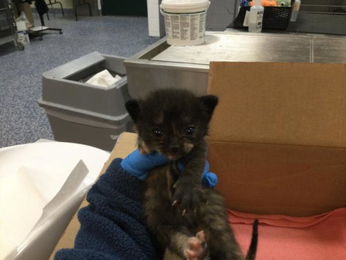 WALNUT, Baby Domestic Short Hair (medium coat), cat for adoption in Beaumont, California
