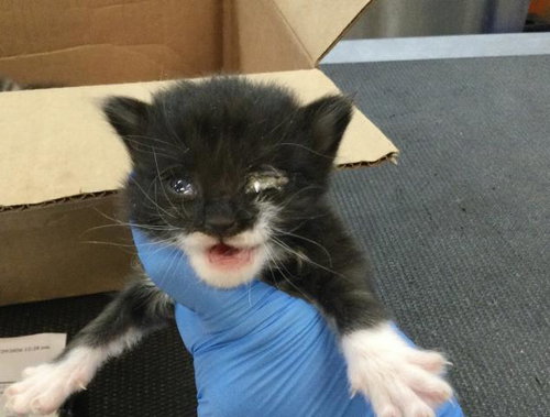 MUNCHKIN, Baby Domestic Short Hair (medium coat), cat for adoption in Beaumont, California