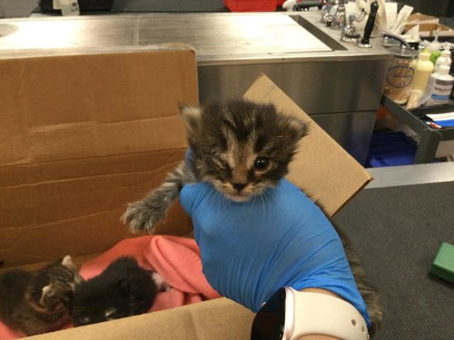 MYSTIC, Baby Domestic Short Hair (medium coat), cat for adoption in Beaumont, California