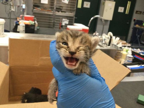 JETT, Baby Domestic Short Hair (medium coat), cat for adoption in Beaumont, California