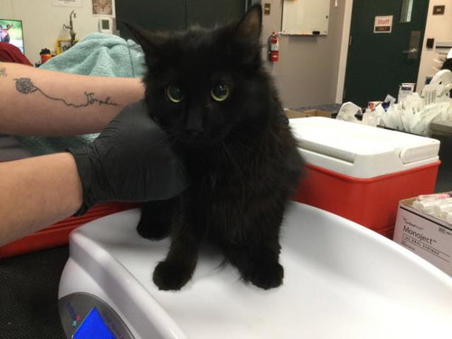 TOOTHLESS, Adult Domestic Long Hair (medium coat), cat for adoption in Beaumont, California