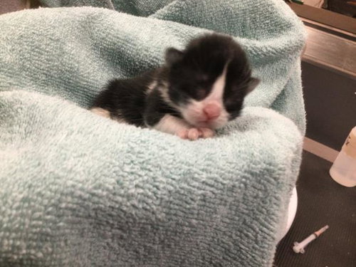 STORMFLY, Baby Domestic Long Hair (medium coat), cat for adoption in Beaumont, California